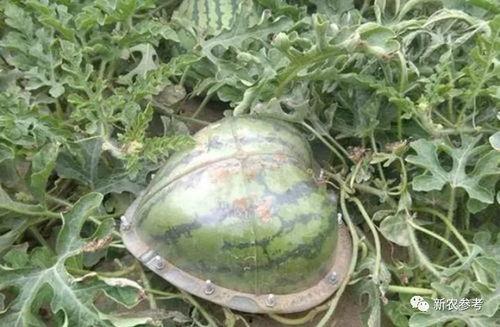 瓜瓜吃瓜ppt 吃瓜群众在七零,七零年代“吃瓜群众”的崛起与影响